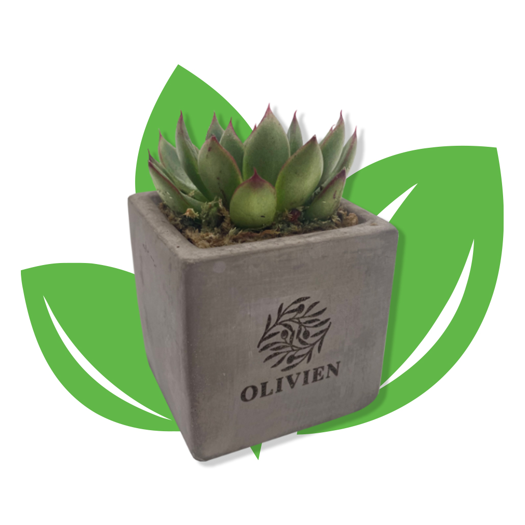 Branded Live Succulent