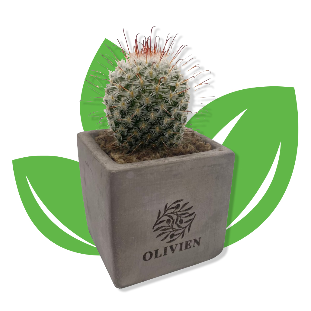 Branded Live Cacti